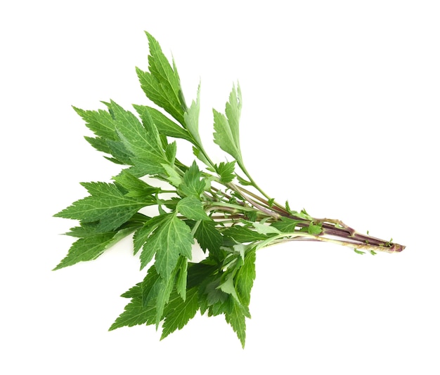 Planta de artemísia (Artemisia lactiflora) isolada no fundo branco