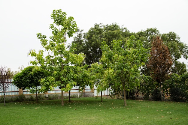 Planta de árvore catalpa na natureza na grama verde. paisagismo árvore no quintal no gramado em dia de verão lá fora.