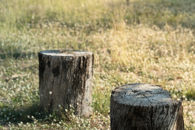 Planta de árvore de coto no campo de grama verde