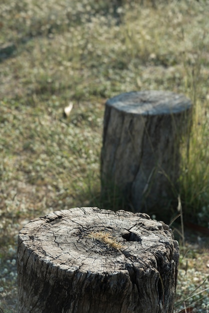 Planta de árvore de coto no campo de grama verde