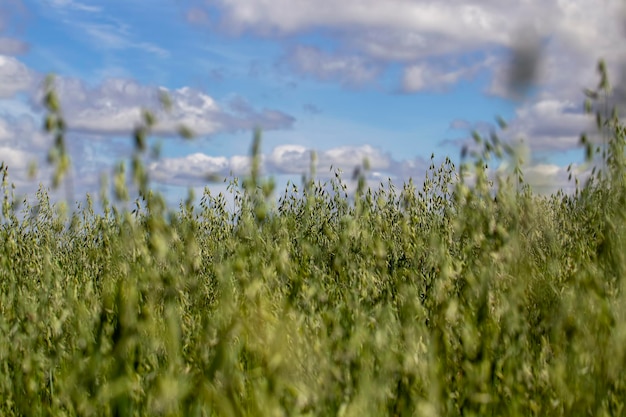 Planta de aveia durante o cultivo no campo no verão