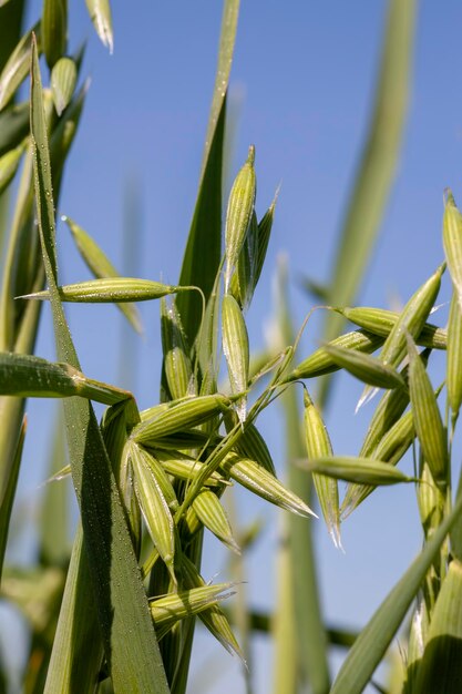 Planta de aveia durante o cultivo no campo no verão