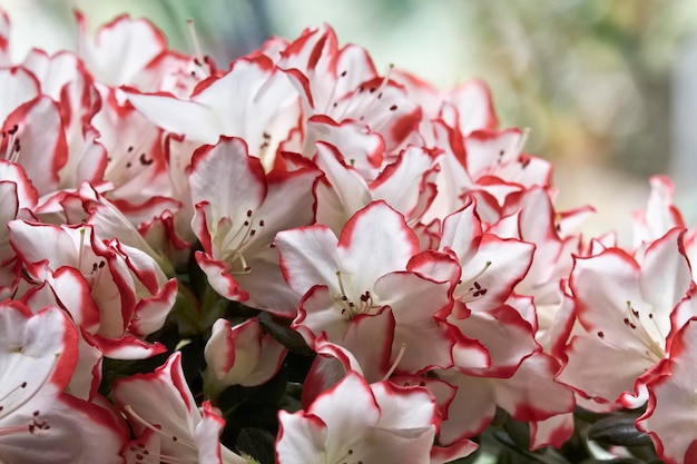 Planta de azaleia (Rhododendron sp.)