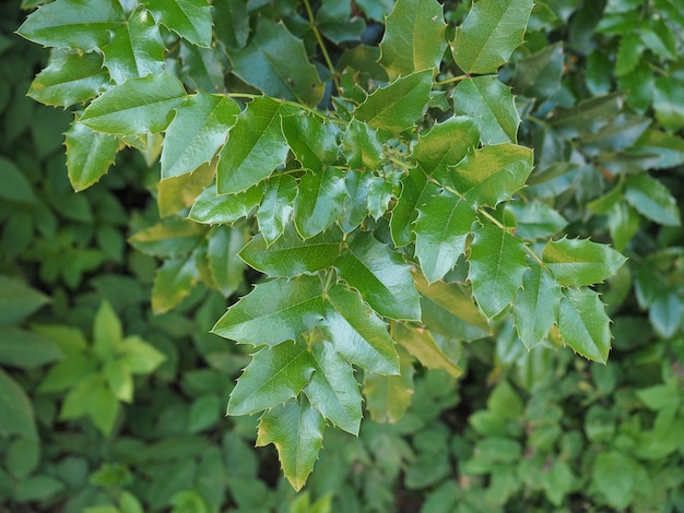 Planta de azevinho de natal