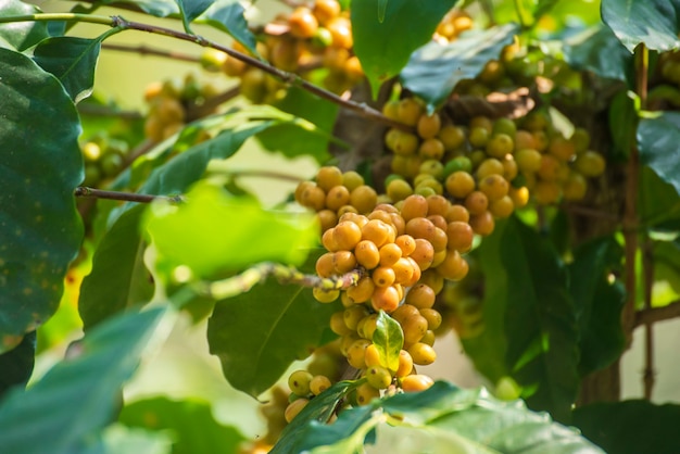 Planta de baga de grão de café amarelo semente fresca crescimento de cafeeiro na fazenda yellow bourbon