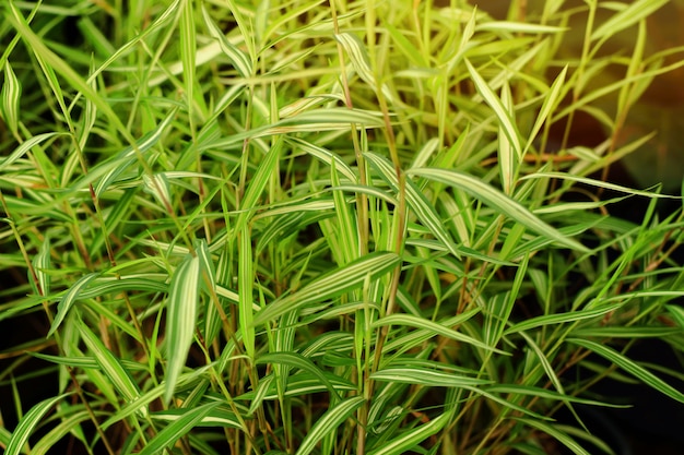 Planta de bambu em tropical