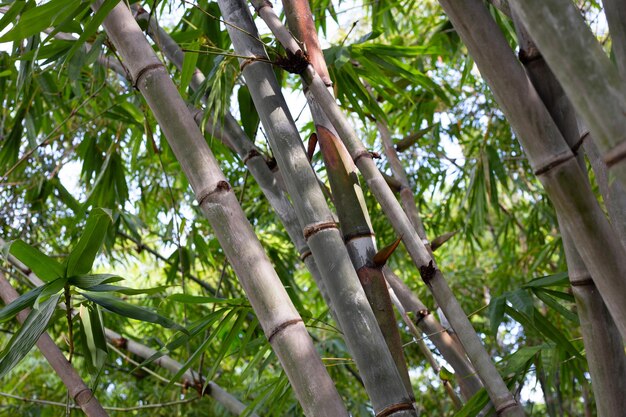 Planta de bambu no jardim