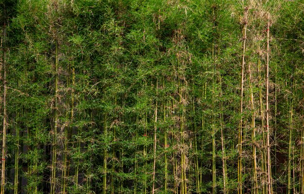 Planta de bambu no jardim