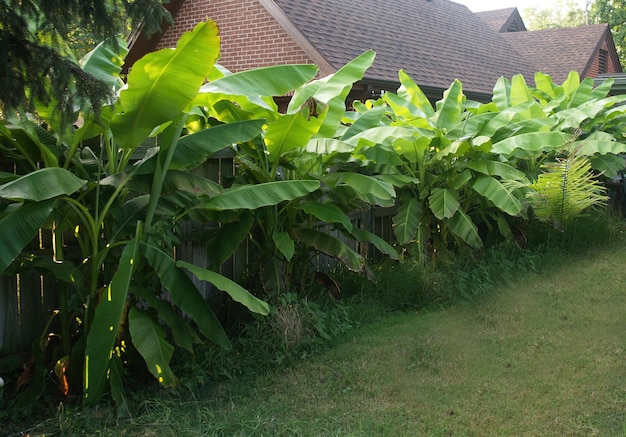 Planta de banana resistente em um cenário de jardim de quintal