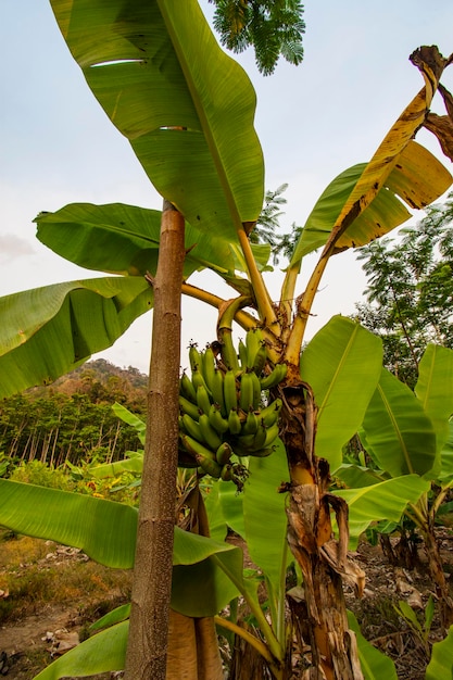 planta de banana