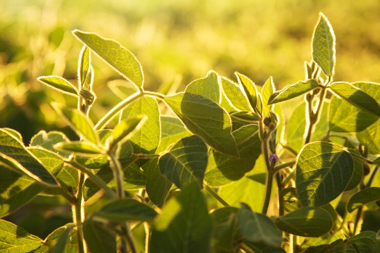 Planta de batata backlit fundo 1