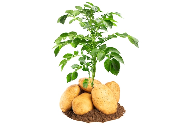 Foto planta de batata isolada em fundo branco