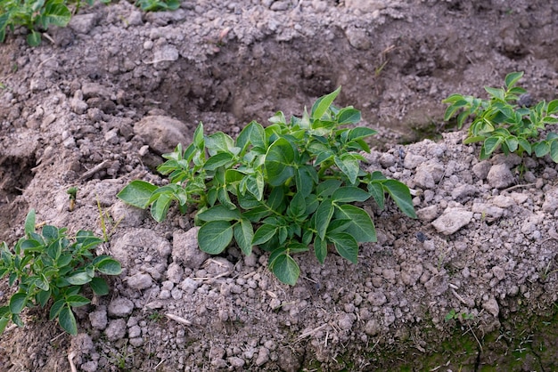 Planta de batata jovem saudável no jardim orgânico Planta de batata jovem crescendo no solo Filas de plantas de batata jovem no campo