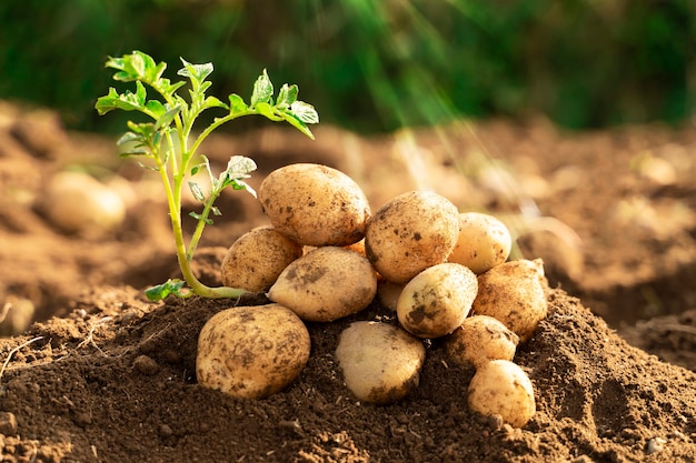 planta de batata orgânica fresca no campo