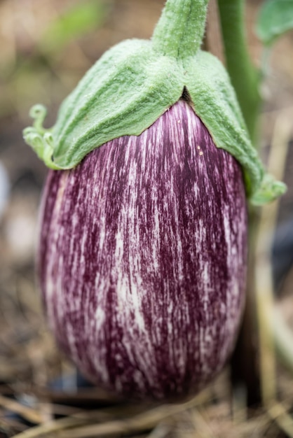 Planta de berinjela closeup