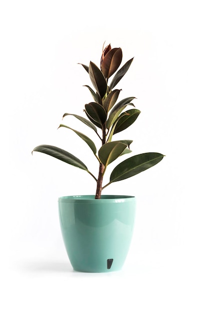 Planta de borracha Ficus elastica Melany