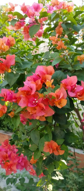 Planta de bougainvillea buttiana