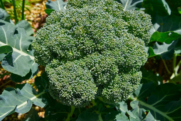 Planta de brócolis em uma herdade de pomar orgânico