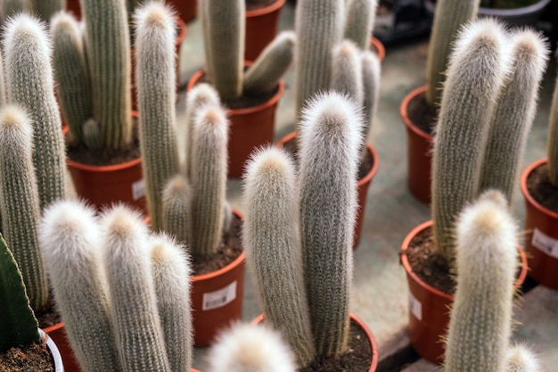 Planta de cacto cephalocereus senilis à venda em uma loja de jardinagem durante a primavera