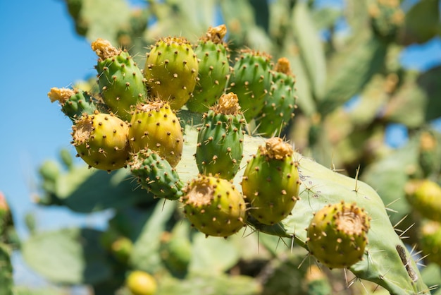 Planta de cacto com frutas