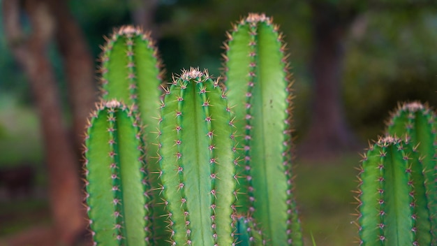 Planta de cacto de trono na natureza