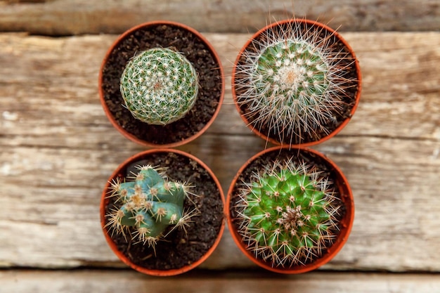 Planta de cacto diferente em fundo de madeira. Decoração da casa em estilo escandinavo. conceito de passatempo de planta de casa de floricultura.