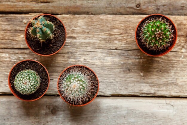 Planta de cacto diferente em fundo de madeira. Decoração da casa em estilo escandinavo. conceito de passatempo de planta de casa de floricultura.