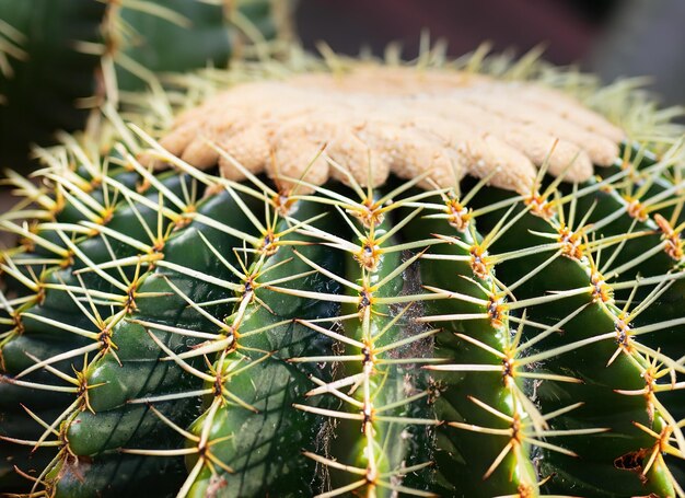 Foto planta de cacto em close-up