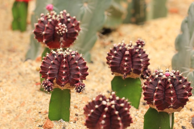 Planta de cacto em vasocacto na fazendahouseplant concept