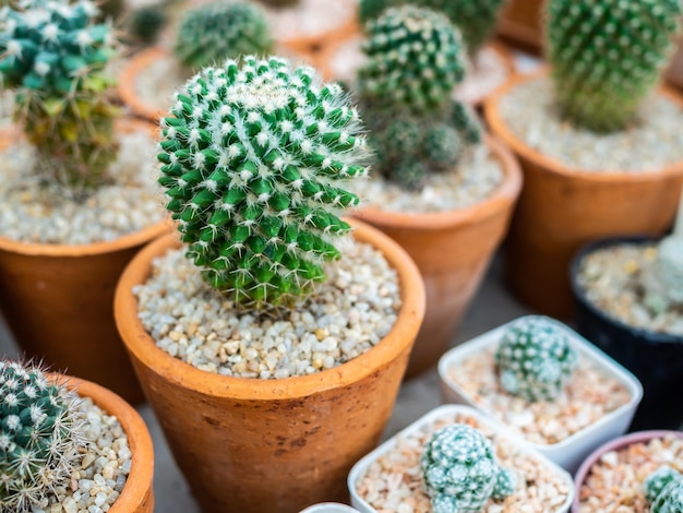 Planta de cacto em vasos