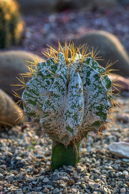 Planta de cacto no parque