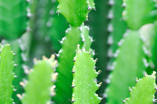 planta de cacto ou Euphorbia ou Eupherbia mayurnathanii Euphorgia lactea ou Euphrbia lacei Craib