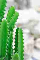 Foto planta de cacto ou euphorbia ou eupherbia mayurnathanii euphorgia lactea ou euphrbia lacei craib