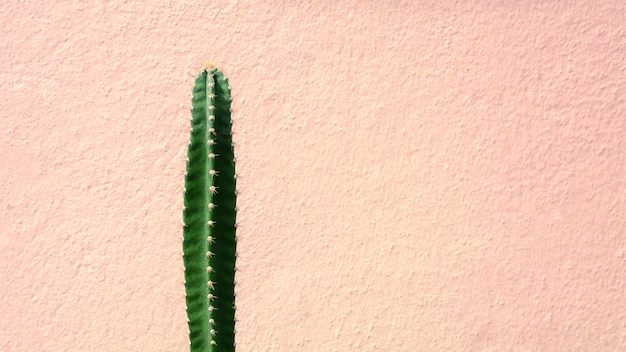 Planta de cacto verde frente a parede de cimento-de-rosa