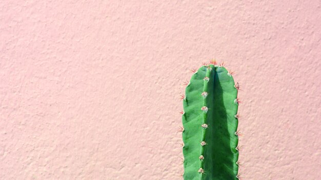 Planta de cacto verde frente a parede de cimento-de-rosa