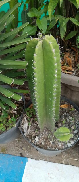 Foto planta de cactos escontria