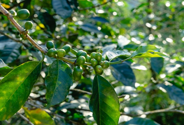Planta de café com frutos verdes. Conceito relacionado ao café.