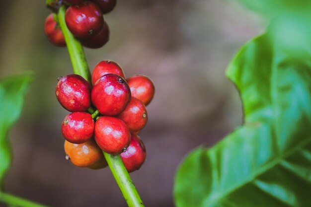 planta de café com grãos maduros grãos de café amadurecendo no ramo frescas bagas de café vermelho e verde fundo Arábica e café robusta