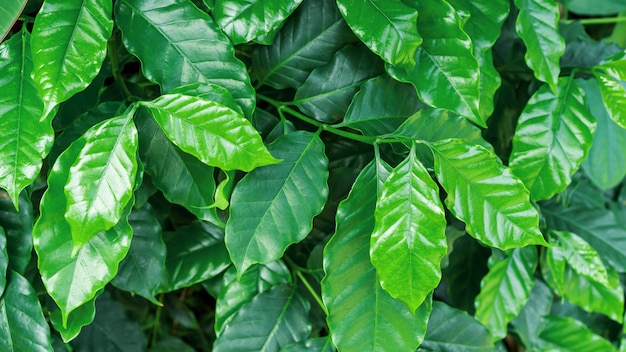 Planta de café verde da goma-arábica em um jardim.