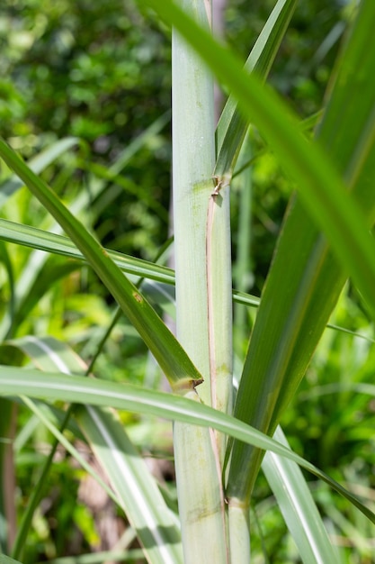 Planta de cana-de-açúcar com folhas verdes