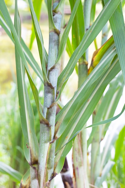 Planta de cana-de-açúcar com folhas verdes