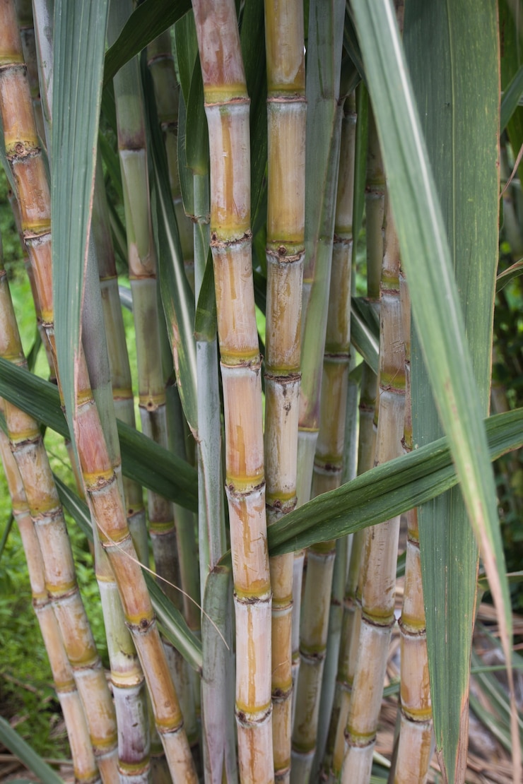 Foto planta de cana-de-açúcar na natureza