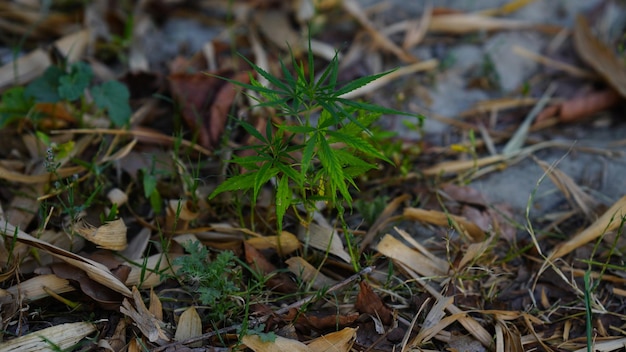 planta de cannabis em cultivo em close-up