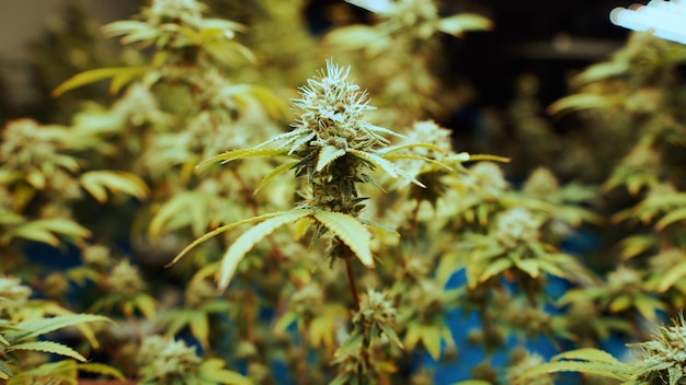 Foto planta de cannabis em fazenda de maconha curativa para produto de cannabis medicinal
