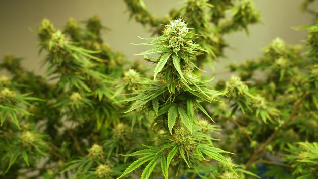 Planta de cannabis em fazenda de maconha curativa para produto de cannabis medicinal