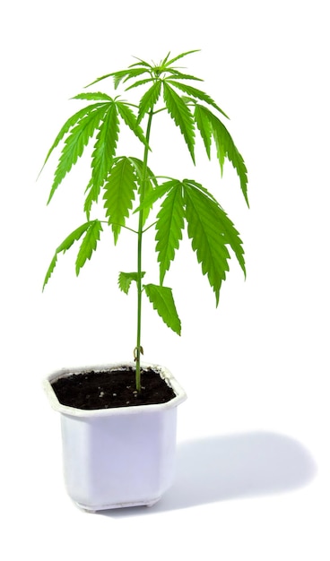 Planta de cannabis em uma panela em um fundo branco Planta jovem isolada