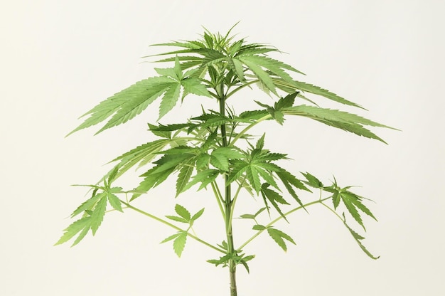 Planta de cannabis indica de folha verde jovem