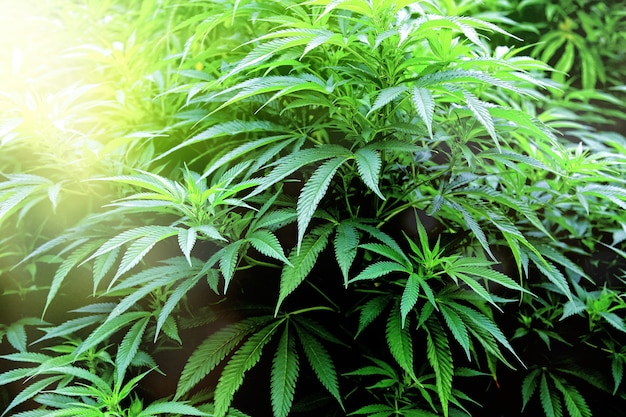 Planta de cannabis legal médica. Área de cultivo de jardim de maconha.