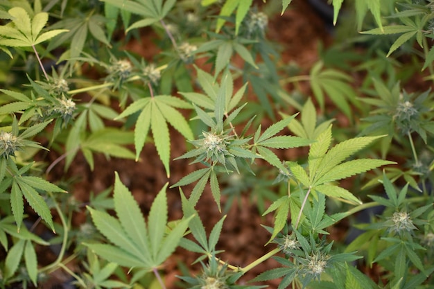 Foto planta de cannabis madura com brotos e textura de folhas de uma planta de cannabis em uma fazenda de cannabis interna