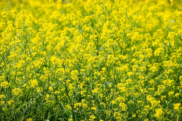 Planta de canola